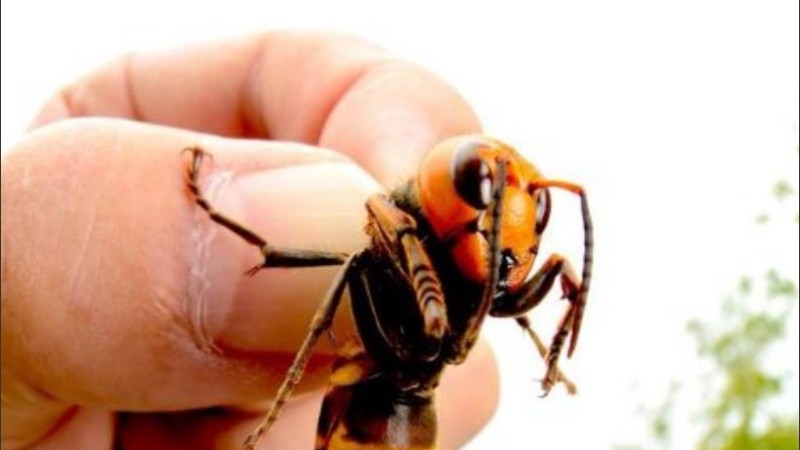El avispón gigante asiático o vespa mandarinia.