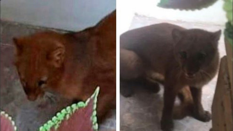  El animal aparece en una zona que no es la suya por los grandes desmontes.