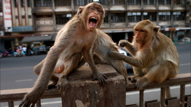 Al parecer el mono solo quería escapar de su dueño por los maltratos.