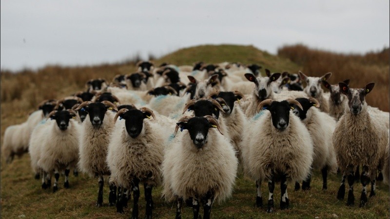 Los residentes de Samsun se sorprendieron con esa escena.