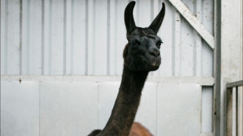 “Winter, la llama, es el rostro cariñoso de una búsqueda científica contra el covid-19.