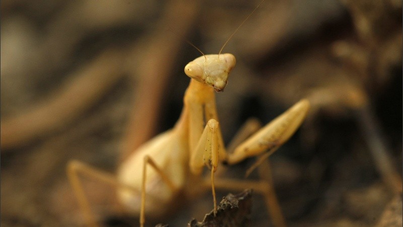 El material tiene más de 7 millones de visitas.