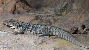 Esta especie se estableció ya en dos condados y no es nativo del país