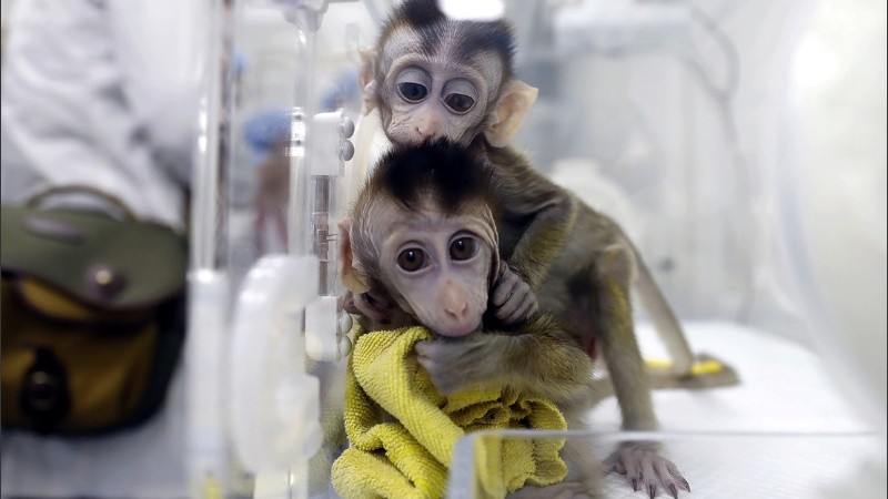 La vacuna protegió los pulmones de los monos.
