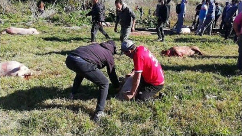 Muchas personas faenaron los cerdos al costado de la ruta para luego llevárselos. 