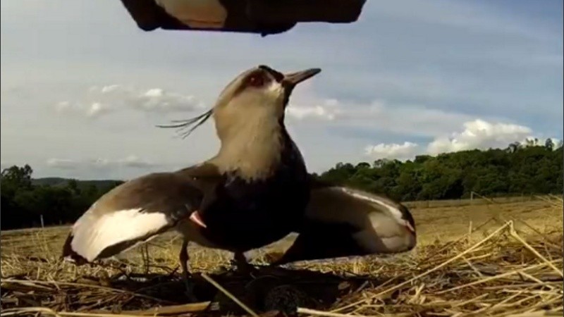 La mamá pájaro protege sus huevos del paso arrasador de un tractor. 