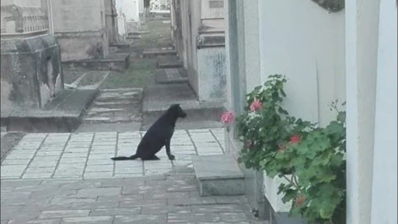 Para algunos el animal ve en otro plano cosas que los humanos no.