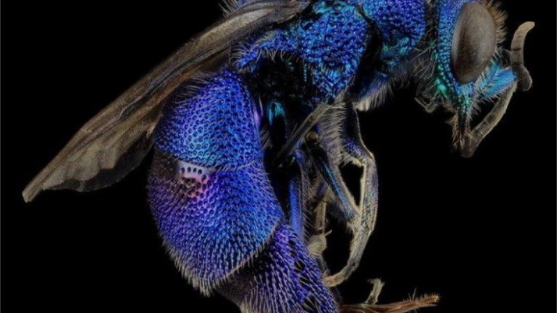 La abeja azul calamintha es considerada una especie con necesidad de conservación