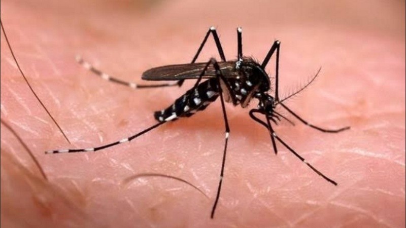 El Aedes aegypti puede 