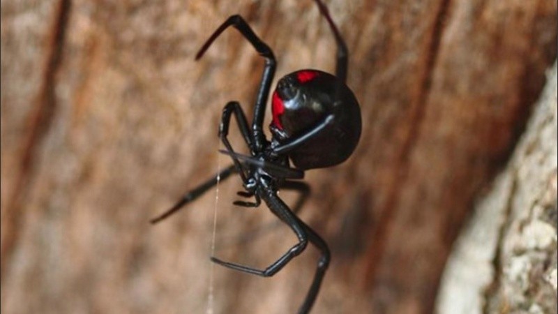 La viuda negra hembra tiene glándulas venenosas y su picadura es perjudicial para los seres humanos.