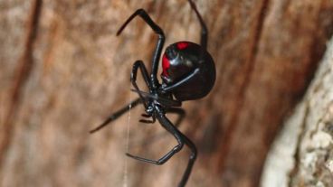 La viuda negra hembra tiene glándulas venenosas y su picadura es perjudicial para los seres humanos.