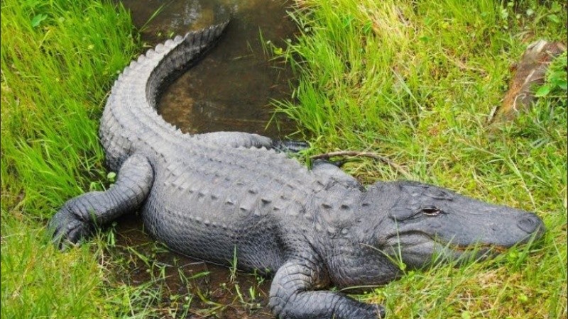 Cuentan que era un animal extraordinariamente apacible.