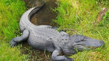 Cuentan que era un animal extraordinariamente apacible.