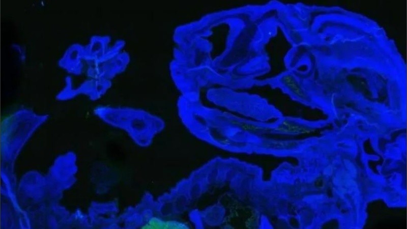 El experimento demostró que se pueden generar diversos tipos de células humanas en embriones de ratón.