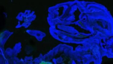 El experimento demostró que se pueden generar diversos tipos de células humanas en embriones de ratón.