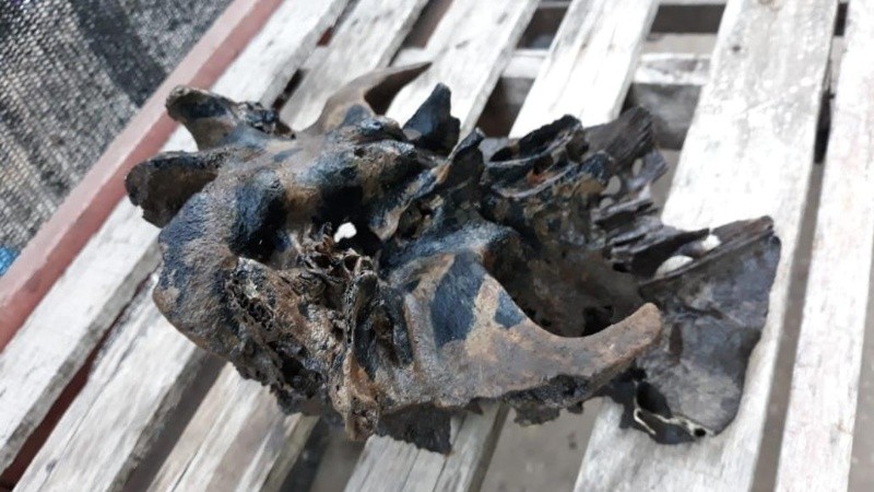 El cráneo hallado en Arroyo Seco. 