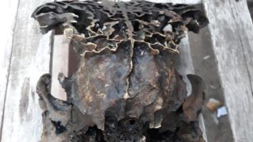 El cráneo hallado en Arroyo Seco.