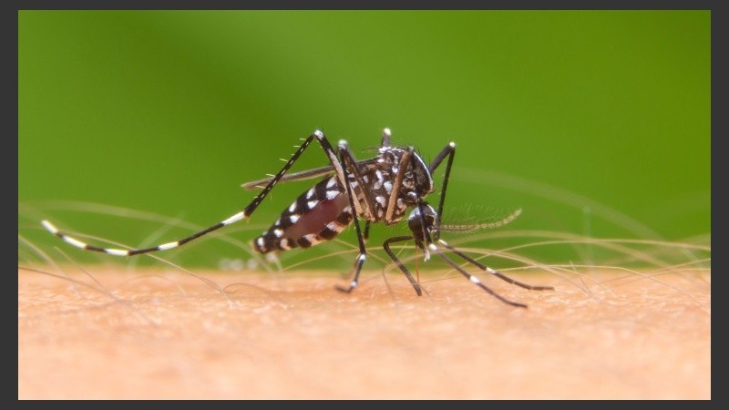 La picadura de este mosquito atraviesa la ropa.