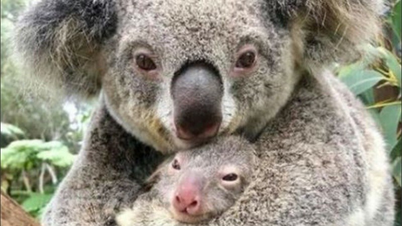 Los cuidadores decidieron nombrar al pequeño Koala como Ash.