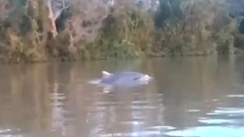 Piden a la población que si lo vuelven a ver lo graben.