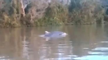 Piden a la población que si lo vuelven a ver lo graben.