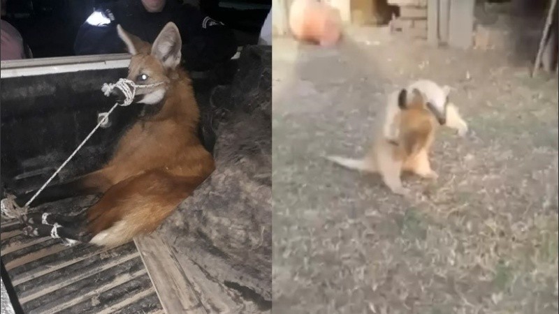 Un aguará guazú en San Cristóbal y un oso melero en Huanqueros.