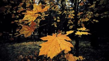 Una a una se caen las hojas de los árboles.