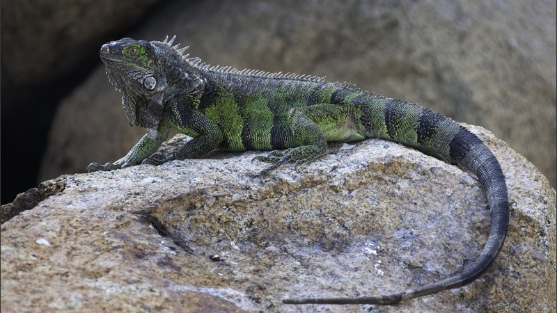 La bautizaron como iguana de las Antillas del Sur.