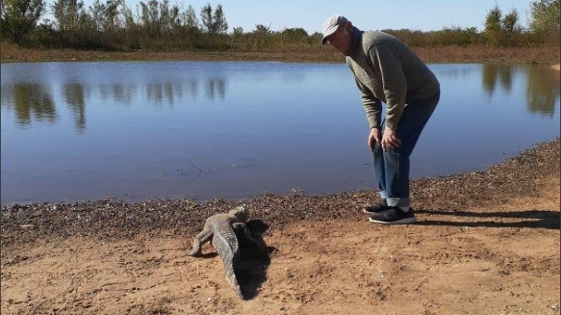 El Yacaré o Caimán del Para fue enlazado y liberado en la zona de Isla Verde.