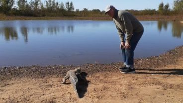 El Yacaré o Caimán del Para fue enlazado y liberado en la zona de Isla Verde.