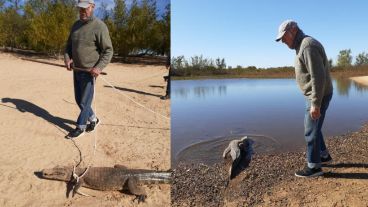El Yacaré o Caimán del Para fue enlazado y liberado en la zona de Isla Verde.