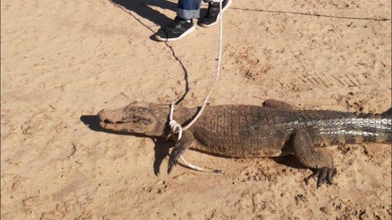 El Yacaré o Caimán del Para fue enlazado y liberado en la zona de Isla Verde.