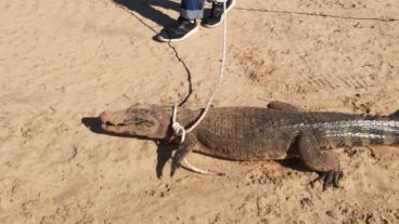 El Yacaré o Caimán del Para fue enlazado y liberado en la zona de Isla Verde.