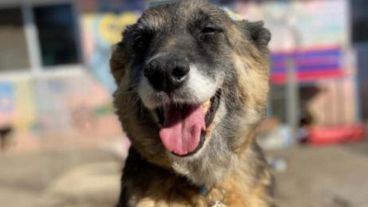 Aloe está recuperada.