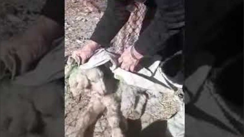 El cordero no aguantó y murió poco después.