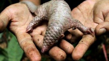 Investigadores dicen que el virus es capaz de “saltar” de especie a especie.