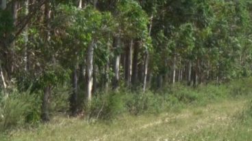 El hallazgo se produjo en Colonia Ayuí, a unos 35 kilómetros de Concordia.