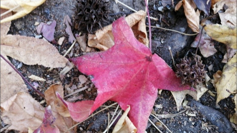Los liquidámbar ya están rojos y algunas de sus hojas en el suelo. 