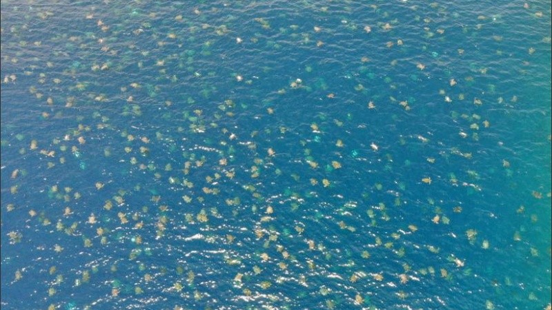 Los científicos desplegaron drones para filmar a las criaturas.