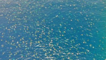 Los científicos desplegaron drones para filmar a las criaturas.