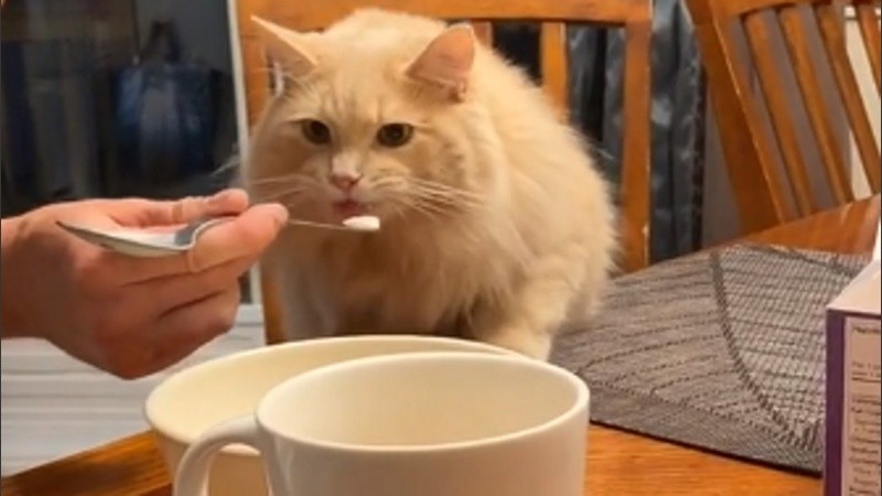 El gatito prueba el helado y la reacción es sumamente teatral. 