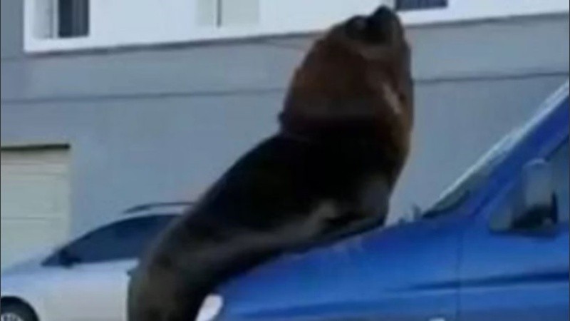 Los animales tienden a encontrar nuevos espacios por la falta de gente en la calle.