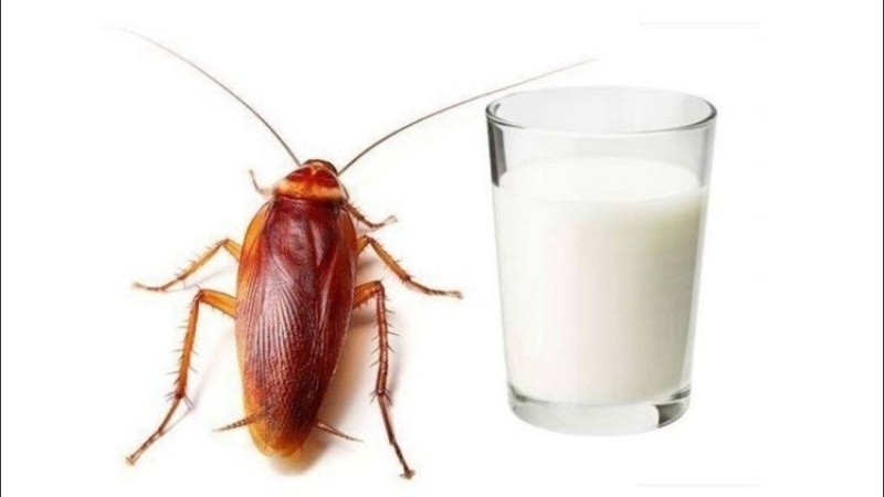 El principal problema está en la obtención de la secreción.