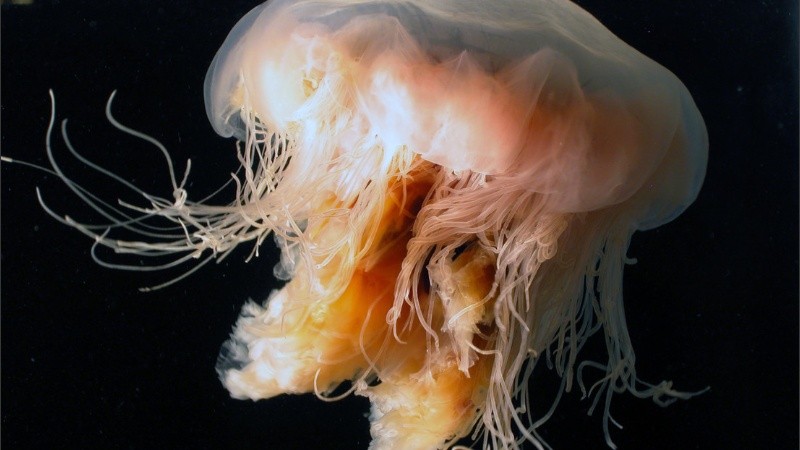 Estas medusas son la especie más grande conocida.