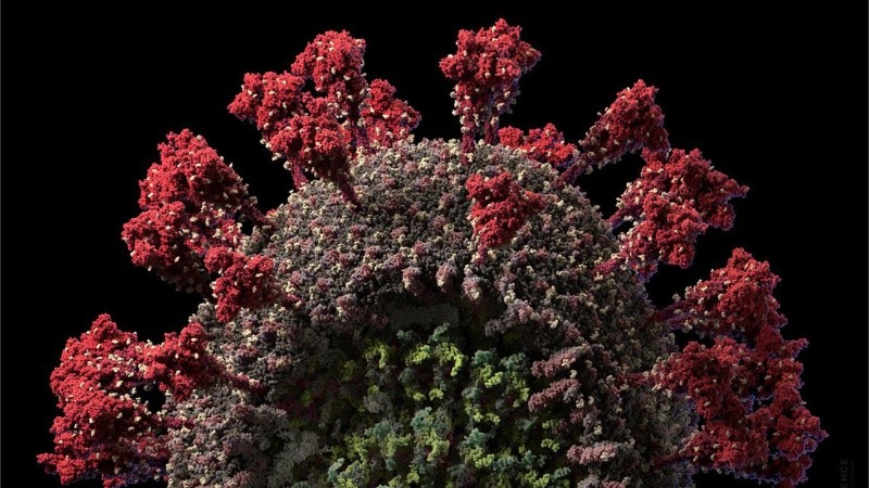 Esta mutación parece cambiar la función biológica del virus. 