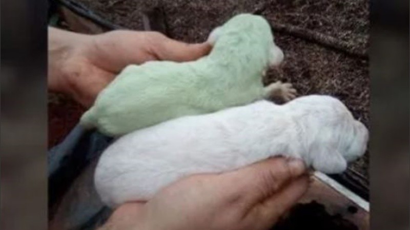 El pigmento solo dura un par de días. 