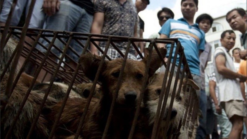 El festival anual de 10 días.
