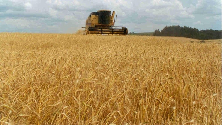 Trigo: la siembra llegó al 75% de lo estimado en el centro y norte de ...