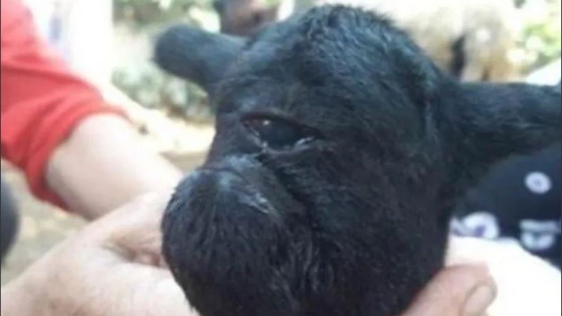 El animal padecía un fenómeno conocido como ciclopía.