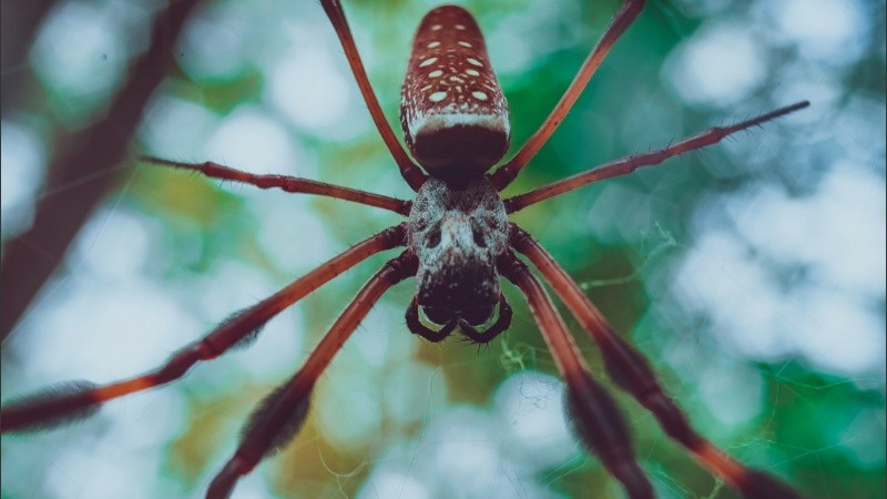 Video: una araña del tamaño de una mano espantó a una familia | Rosario3